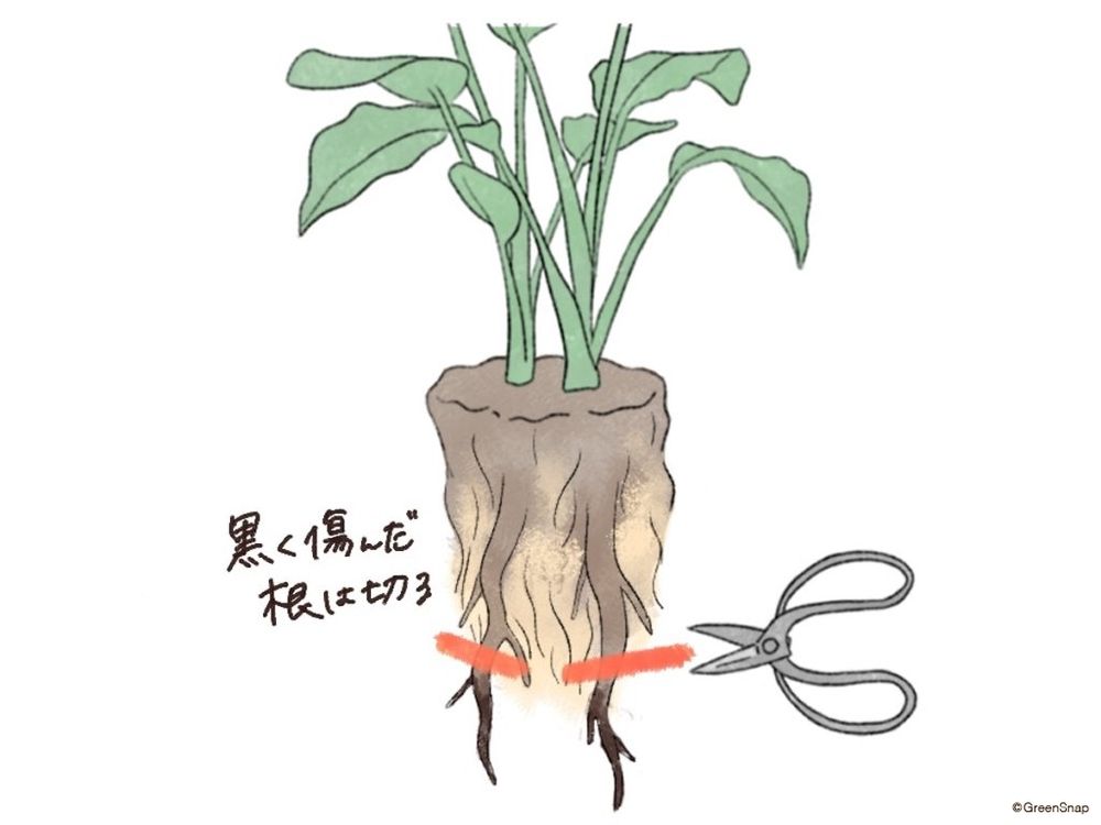 観葉植物 植え替え イラスト