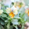 ビオラ・パンジーの花が咲かない、枯れる原因とは？三上真史のお悩みＱ＆Ａの画像
