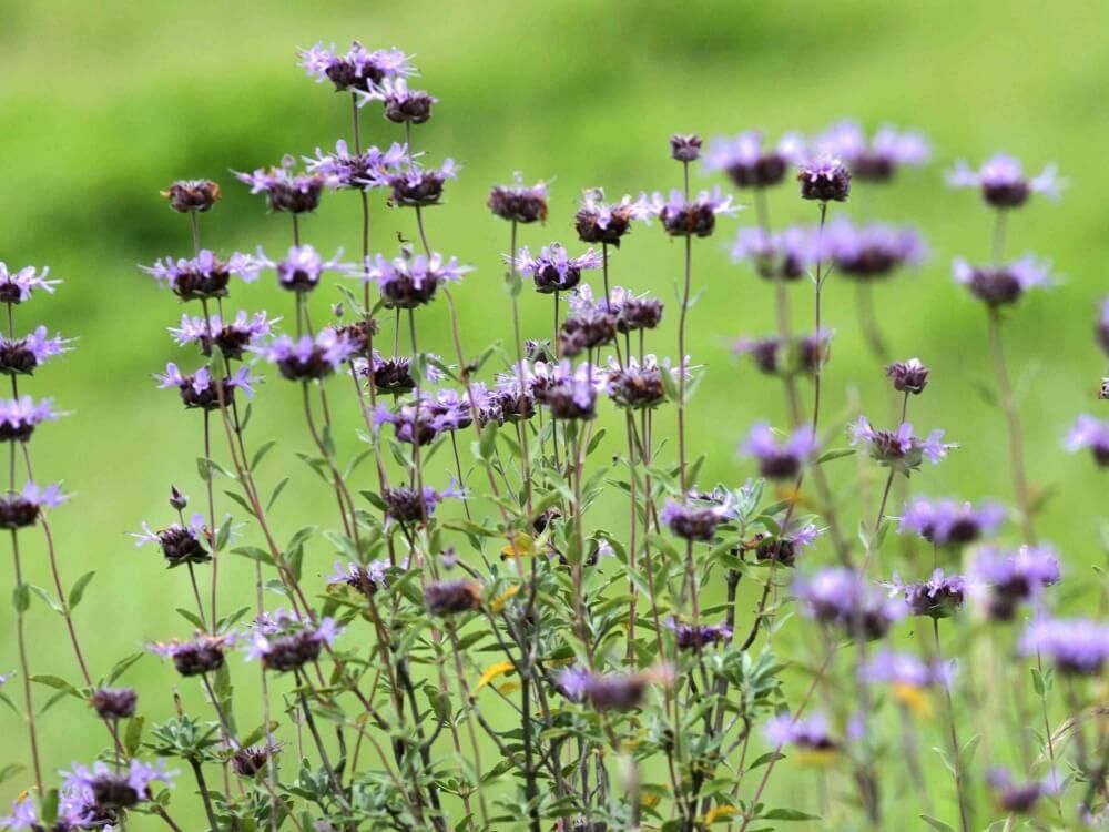 クレベラントセージ