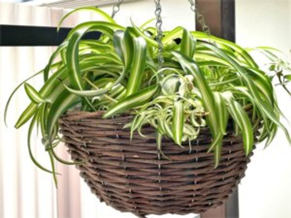 オリヅルラン ハンギングバスケット