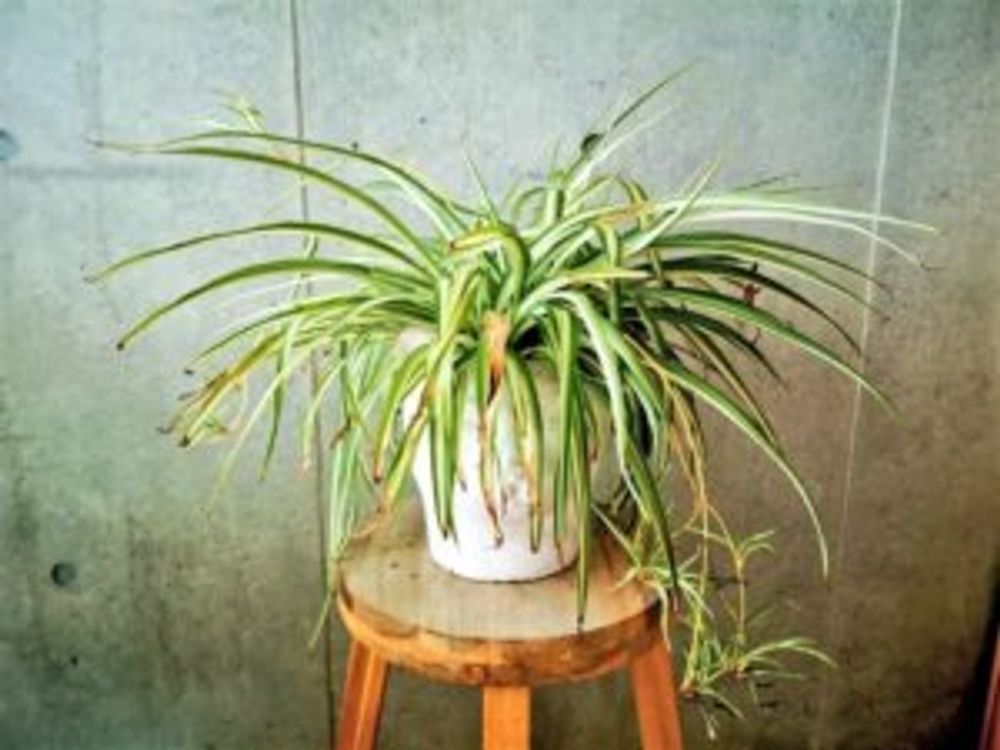 オリヅルラン　椅子