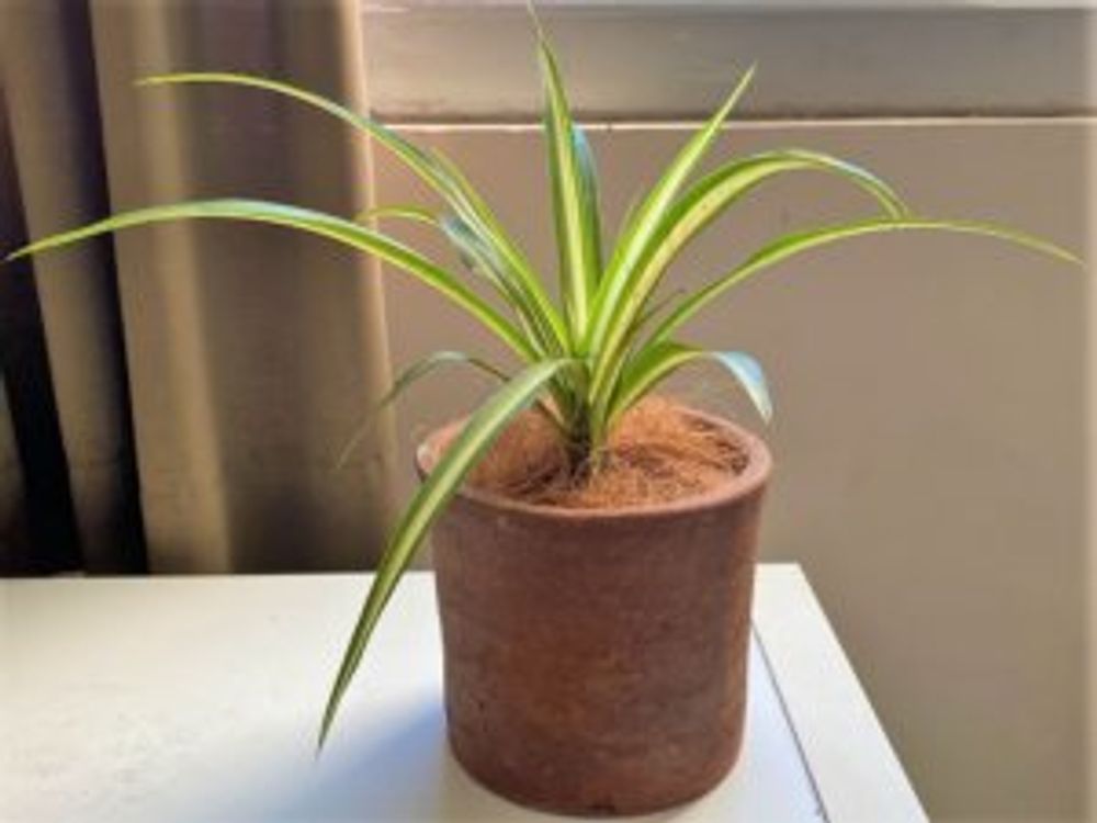 オリヅルラン　室内