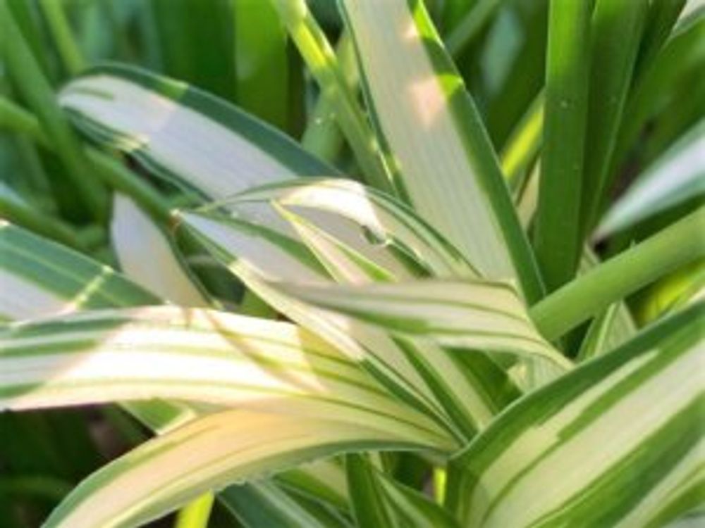 オリヅルラン　アップ