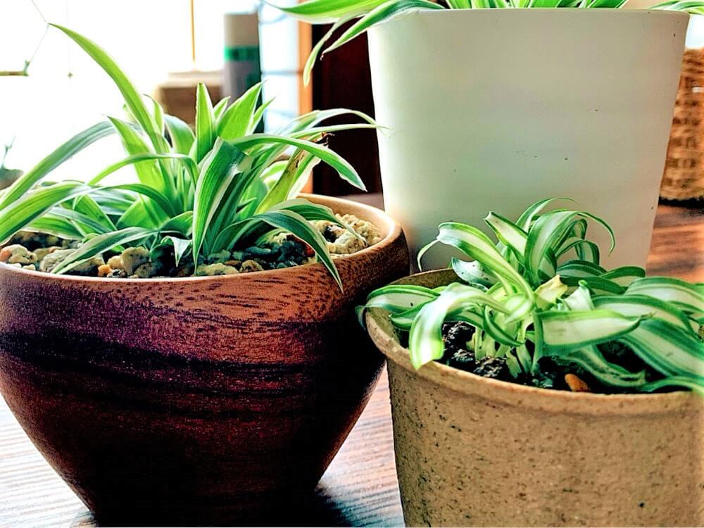 オリヅルラン(折鶴蘭)の植え替え｜時期や方法、どんな土を使えば