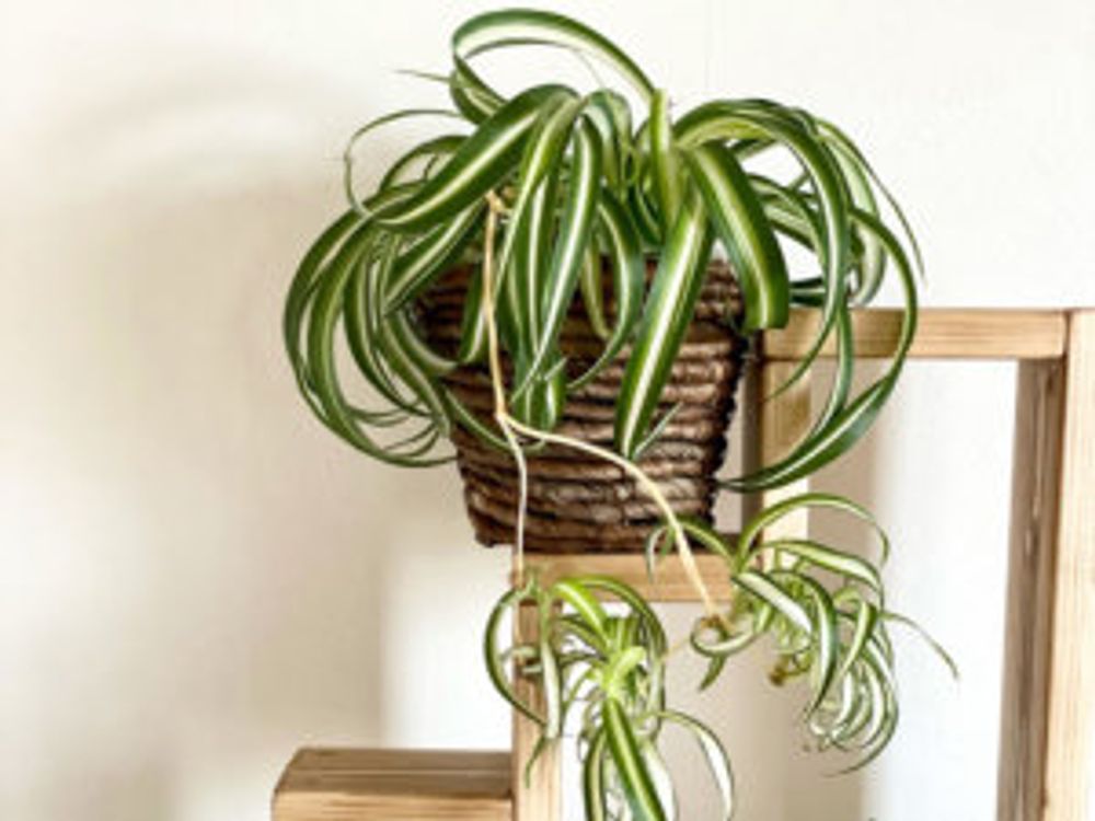 オリヅルラン 室内