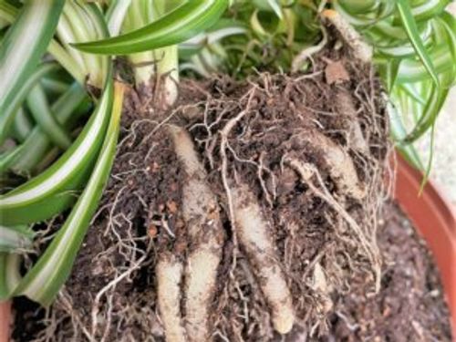 オリヅルラン 折鶴蘭 の植え替え 時期や方法 どんな土を使えばいい Greensnap グリーンスナップ