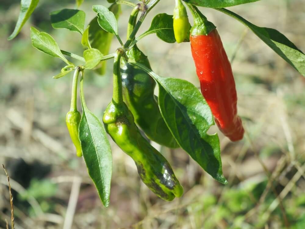 シシトウ　家庭菜園