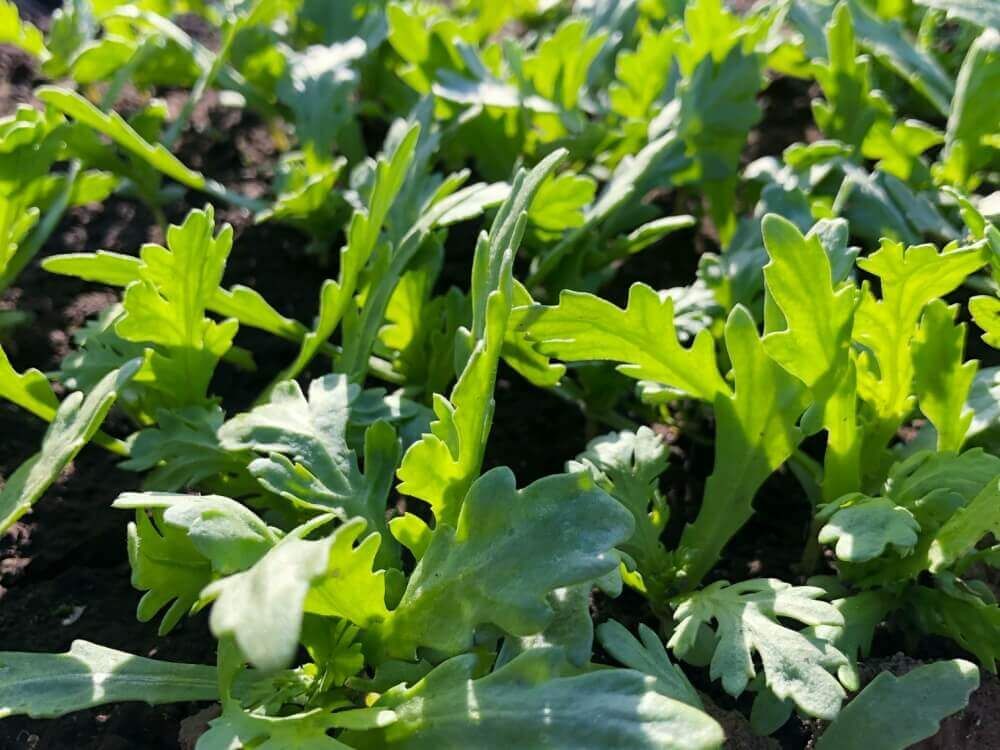 春菊　シュンギク