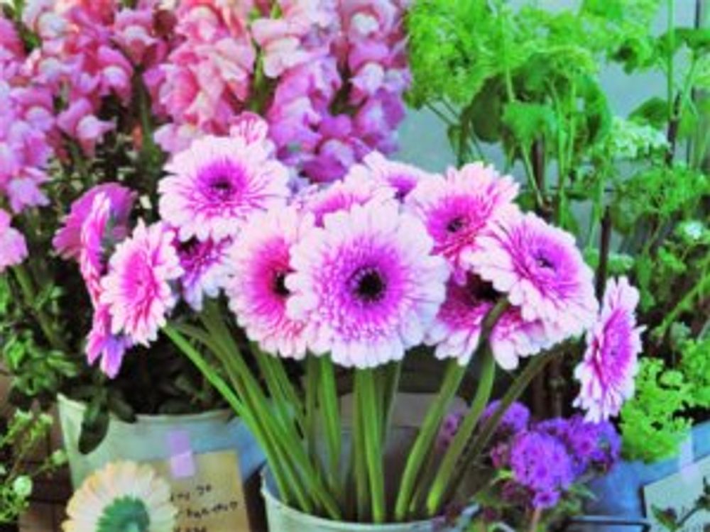 ガーベラ　ピンク