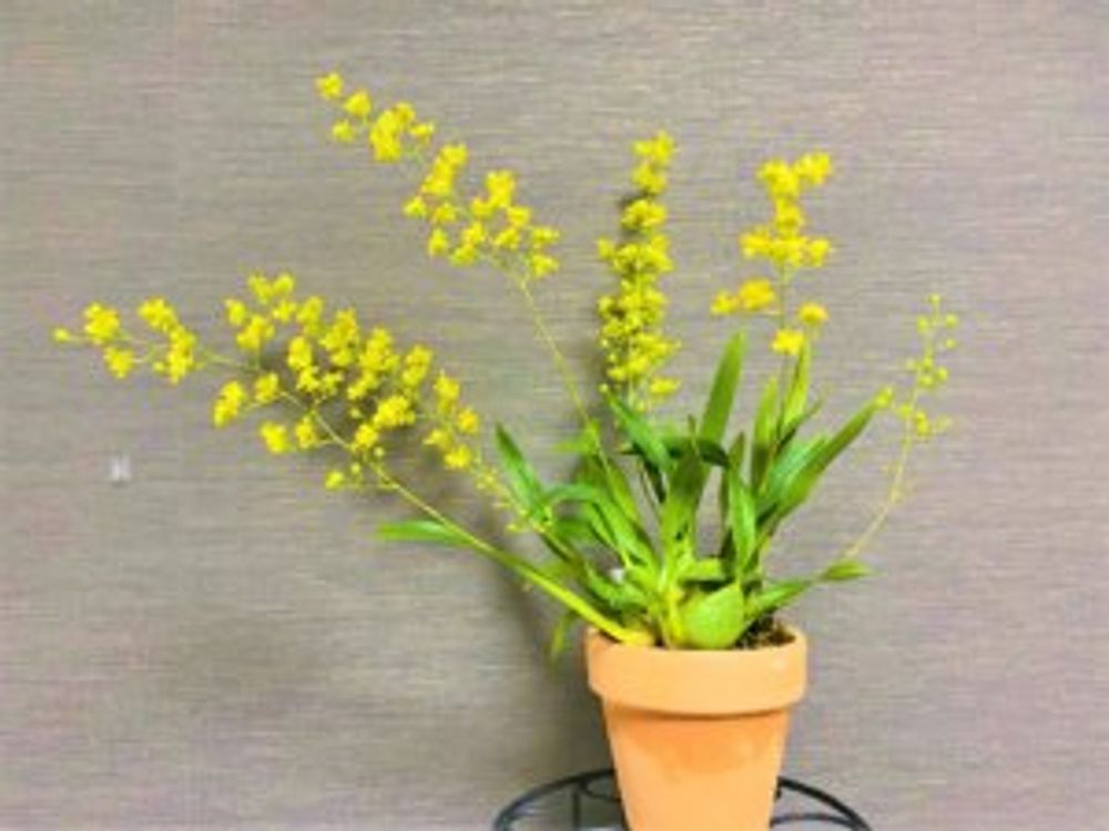 オンシジューム