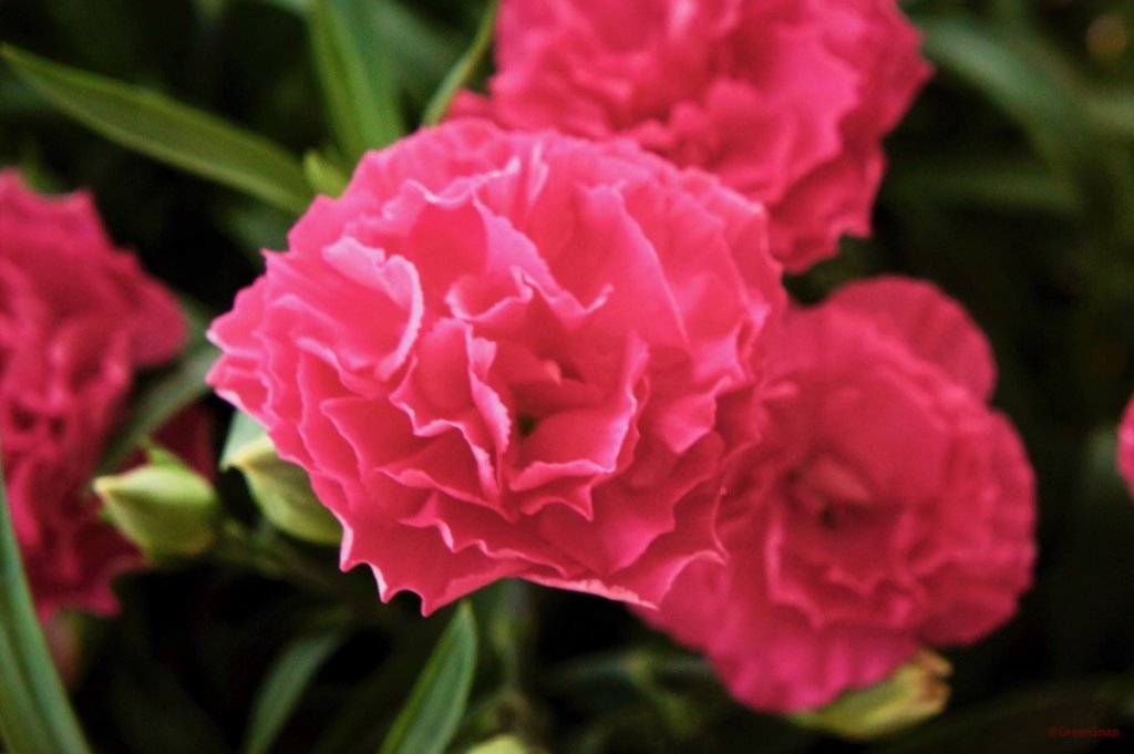 カーネーション ピンク