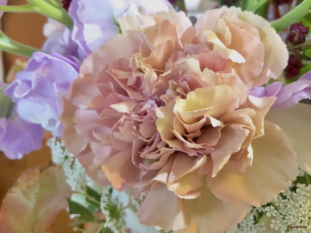 カーネーション