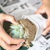 多肉植物の植え替え時期とやり方は？水をあげてしまったらダメ？の画像