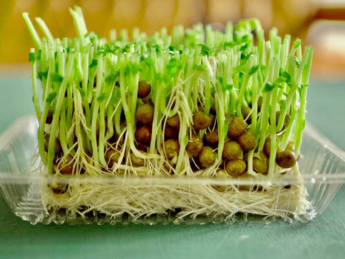 豆苗の育て方 2回収穫するための再生栽培のコツ 種から水耕栽培で育てられる Greensnap グリーンスナップ