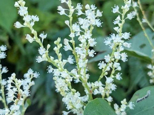 イタドリとは 食べられる雑草 食べ方や効能 採り方や駆除方法は Greensnap グリーンスナップ