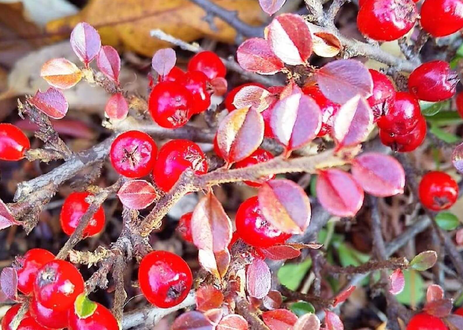 ベニシタン(紅紫檀)とは｜育て方や花言葉、花や果実の見頃はいつから？｜🍀GreenSnap（グリーンスナップ）