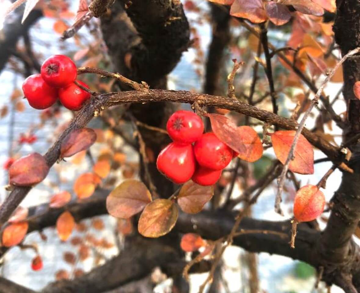 ベニシタン(紅紫檀)とは｜育て方や花言葉、花や果実の見頃は