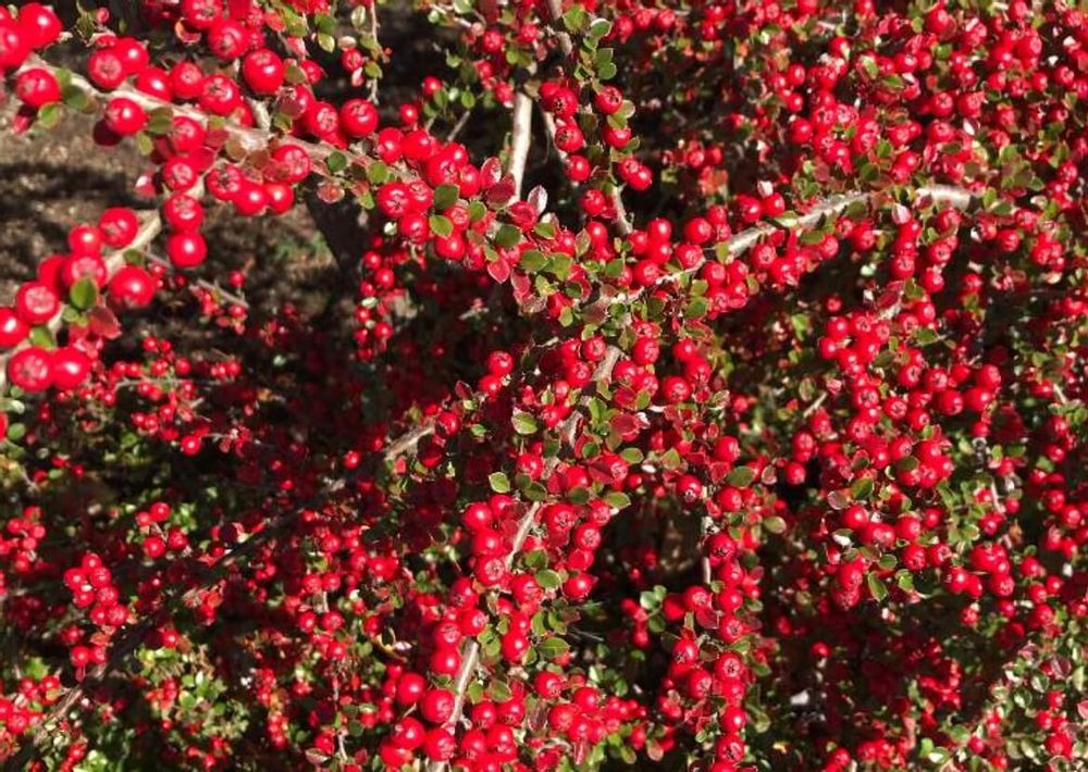 ベニシタン　紅紫檀