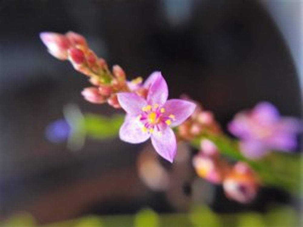 ハゼラン　花　一輪