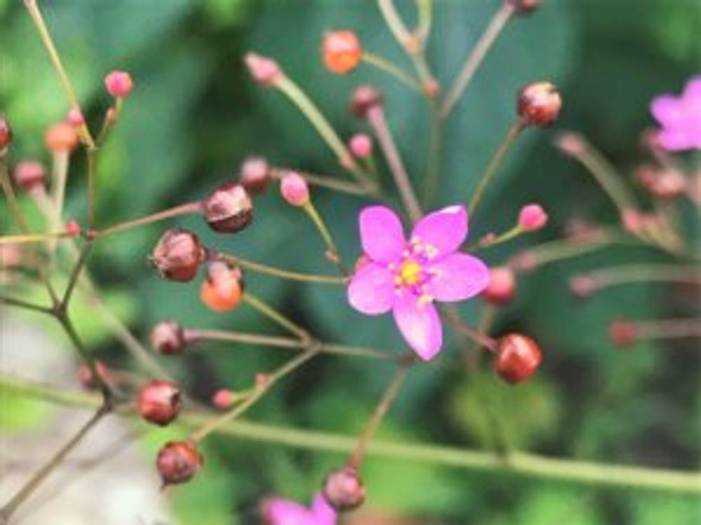 ハゼラン　花　実　沢山