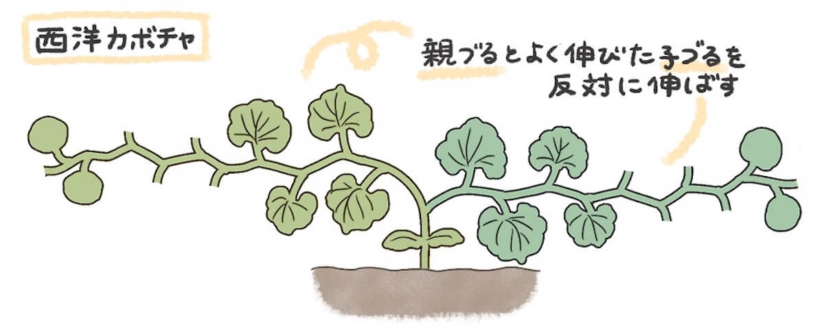 カボチャの栽培 育て方 植える時期や摘心 受粉のコツは プランターで育つ Greensnap グリーンスナップ