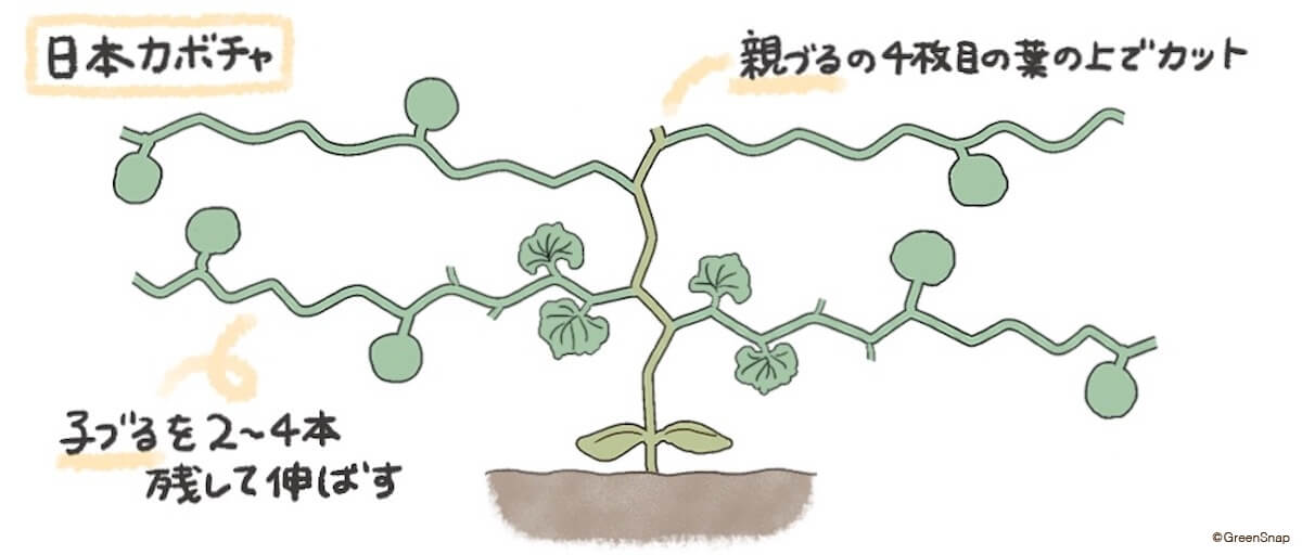 カボチャの栽培 育て方 植える時期や摘心 受粉のコツは プランターで育つ Greensnap グリーンスナップ