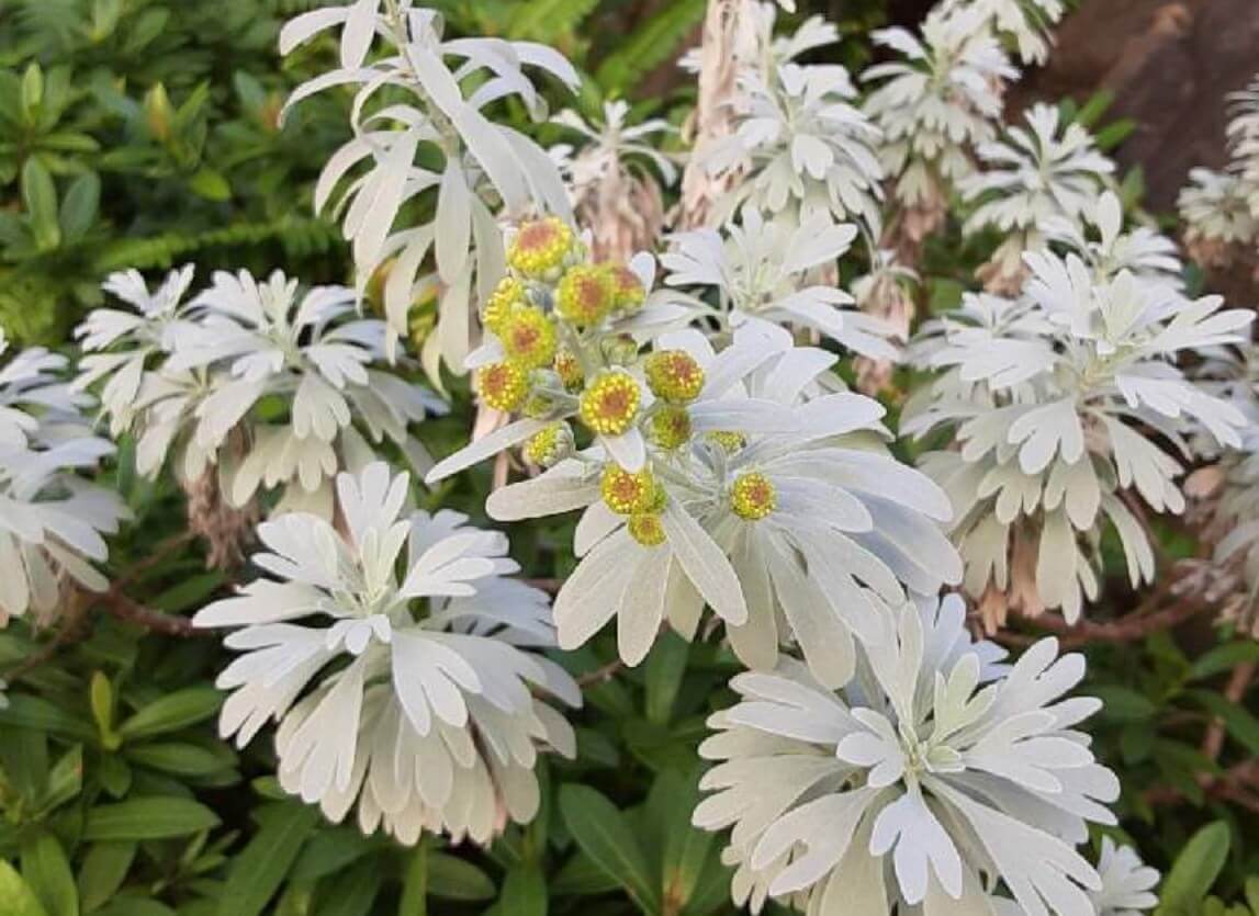 モクビャッコウとは｜花の特徴や地植えでの管理方法、寄せ植えにおすすめ？｜🍀GreenSnap（グリーンスナップ）