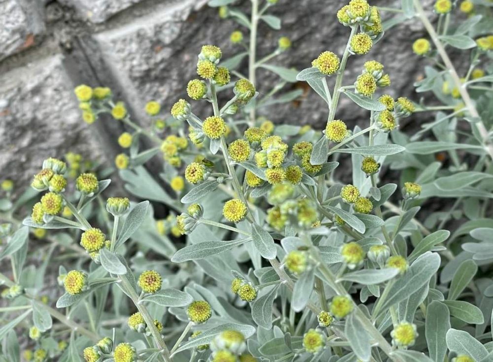 モクビャッコウ