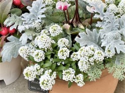 人気のシルバーリーフ選 おすすめ一覧や寄せ植えの見本 Greensnap グリーンスナップ