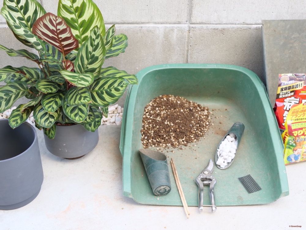 観葉植物 植え替え 用意するもの