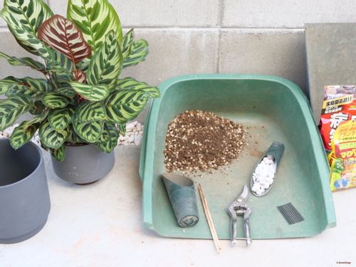 観葉植物の植え替え 時期はいつ 植え替え後の水やりのコツは Greensnap グリーンスナップ 観葉植物の植え替え 時期はいつ 植え替え後の水やりのコツは Greensnap グリーンスナップ
