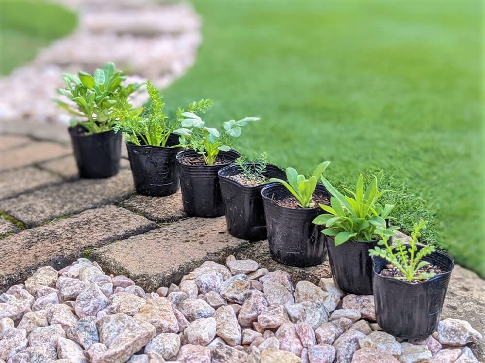 人工芝のデメリット 虫やカビがわきやすい 選び方や費用は Greensnap グリーンスナップ 人工芝のデメリット 虫やカビがわきやすい 選び方や費用は Greensnap グリーンスナップ