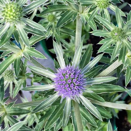 エリンジウムとは 花言葉や人気の品種 ドライフラワーの作り方は Greensnap グリーンスナップ