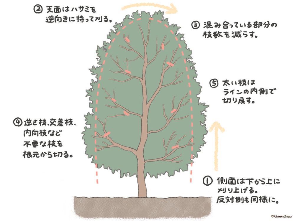キンモクセイ 剪定 図解
