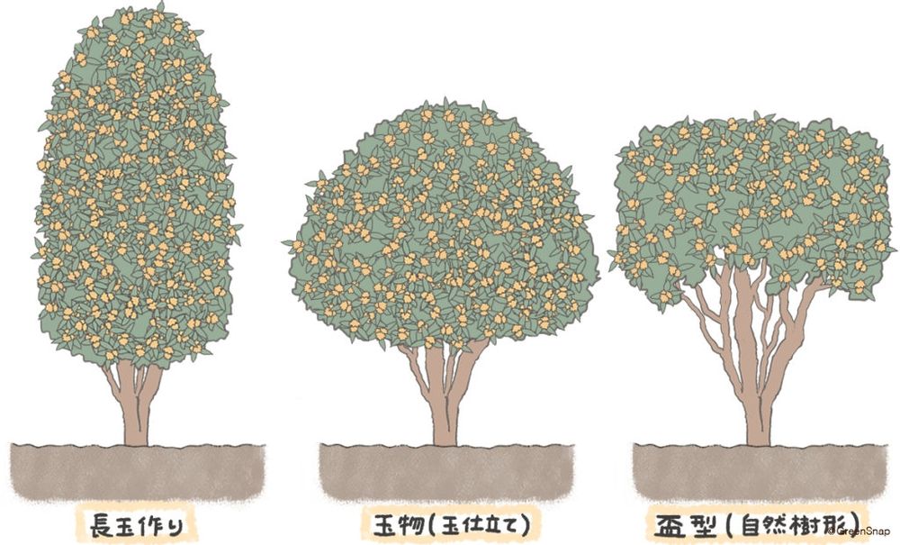 ナンテン 剪定 イラスト