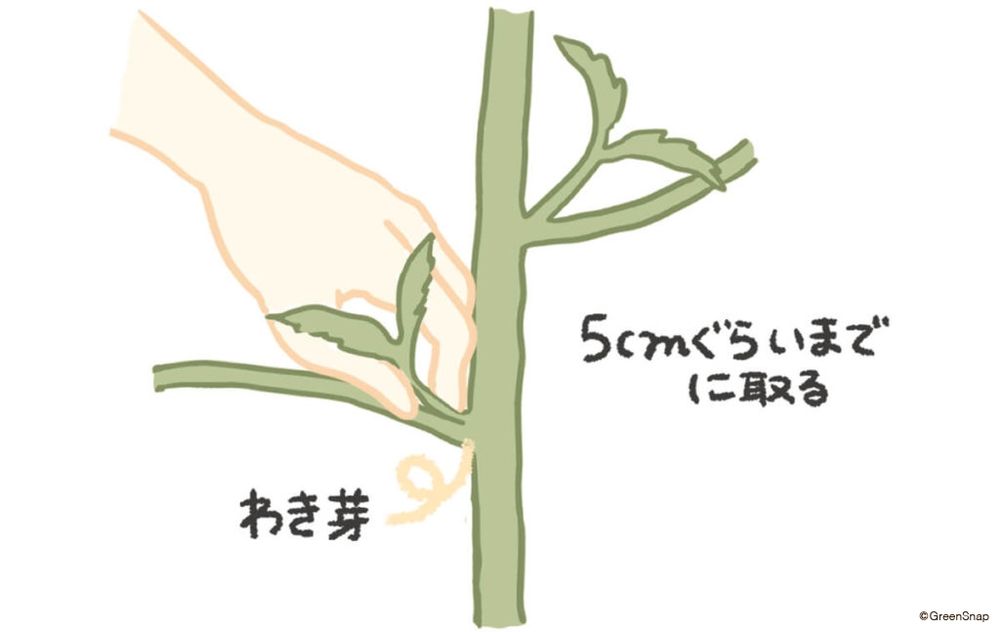 トマト わき芽かき イラスト