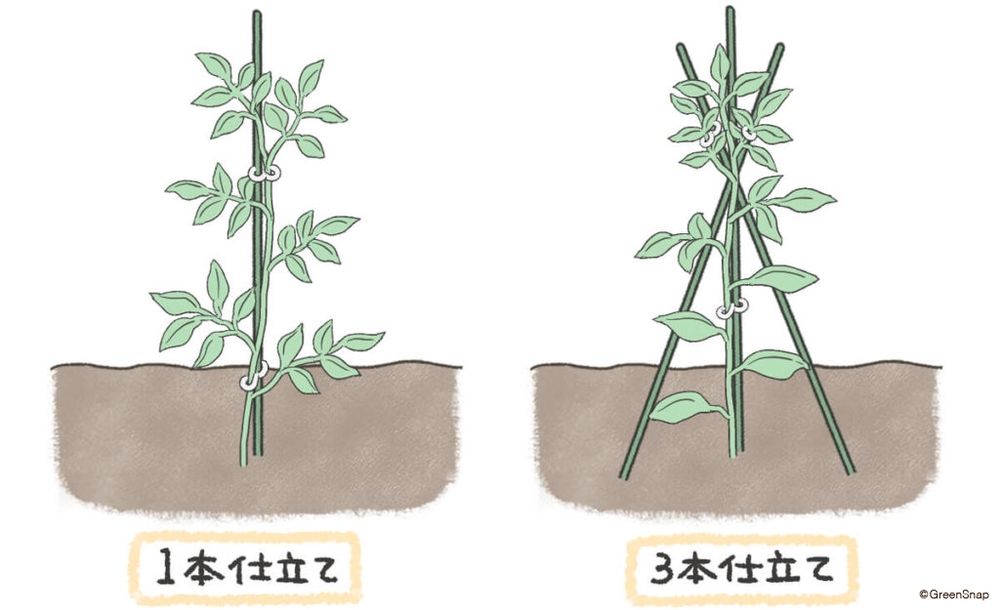 トマト 支柱 地植え イラスト