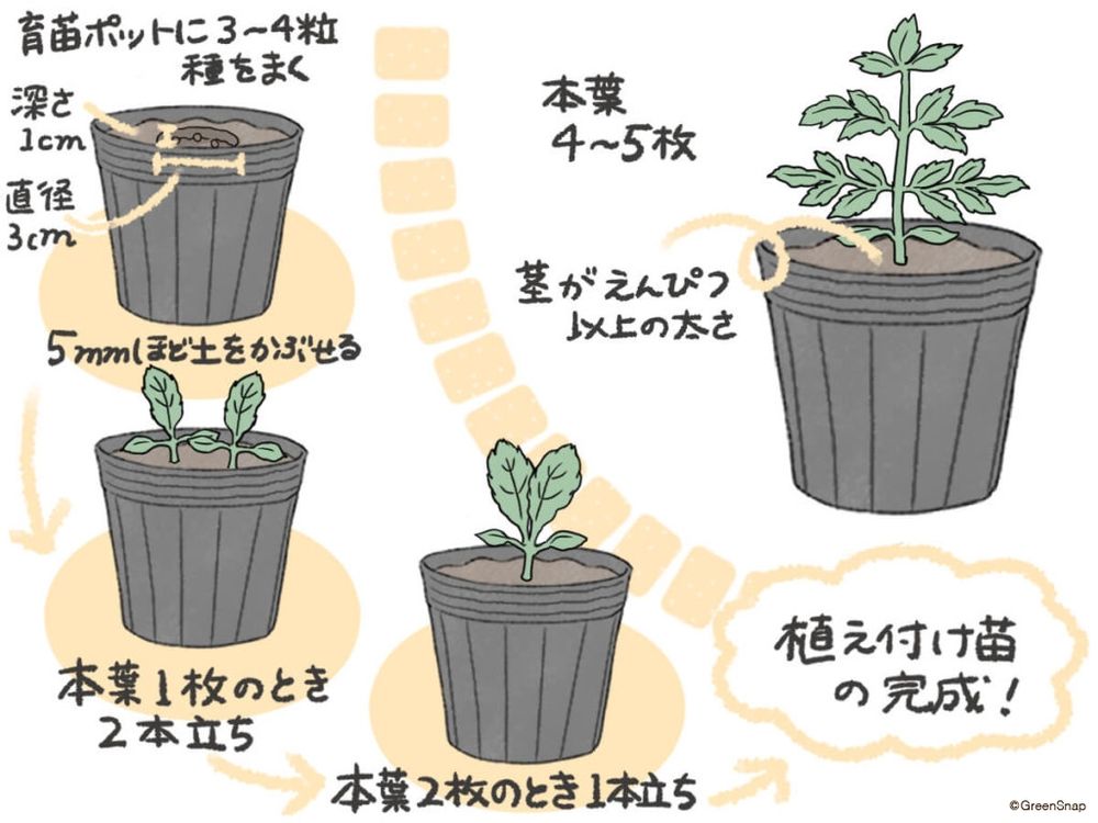 トマト 種まき イラスト