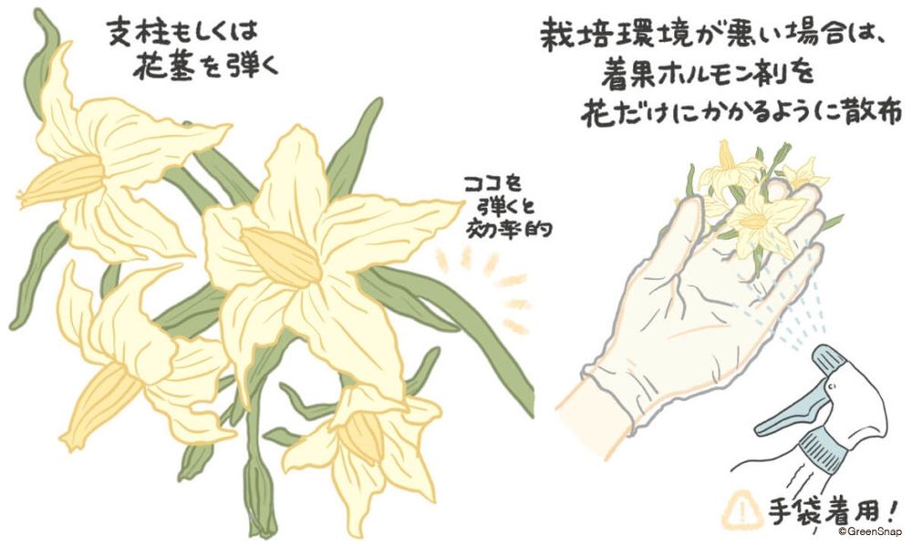 トマト 人工授粉 イラスト