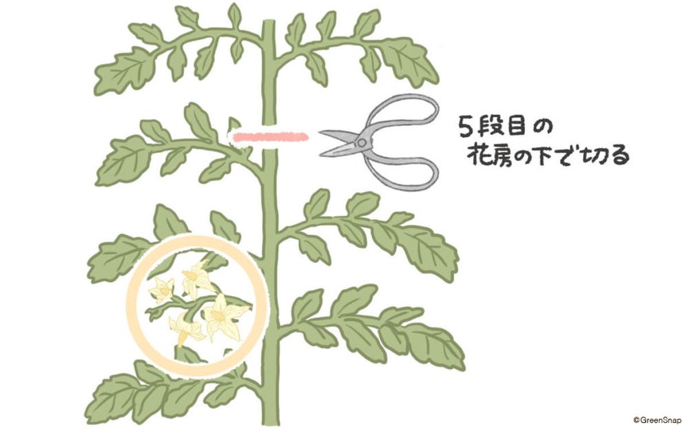 トマト 摘心 イラスト