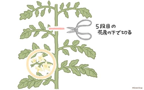 トマトの剪定 整枝 わき芽かき 摘心の時期や方法は たくさん実がなるコツは Greensnap グリーンスナップ