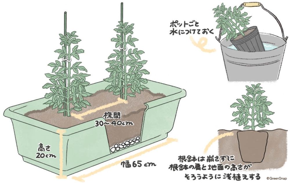 トマト 苗 植え方 プランター イラスト