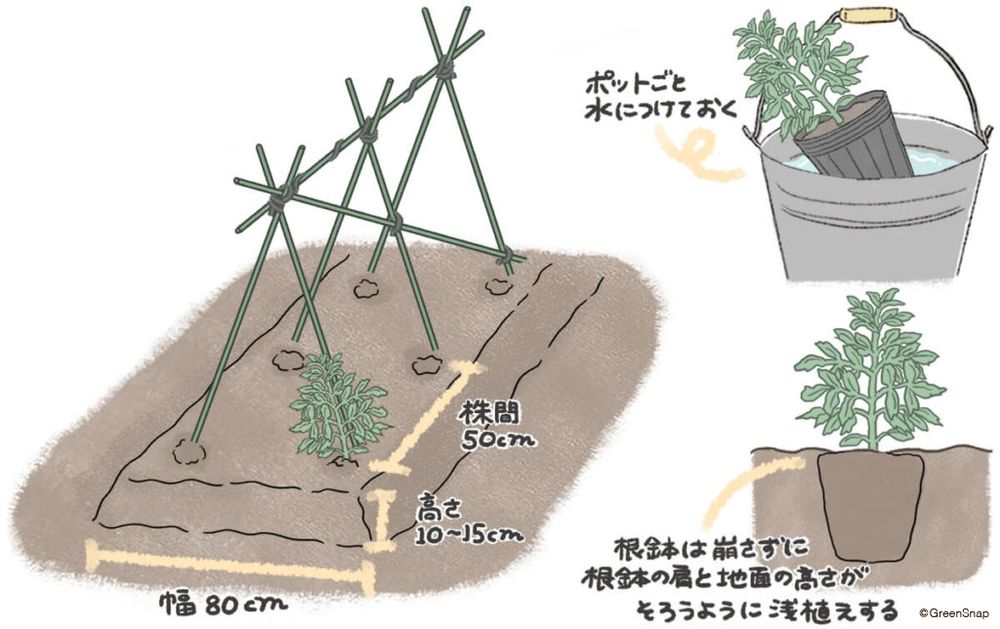 トマト 苗 植え方 地植え イラスト