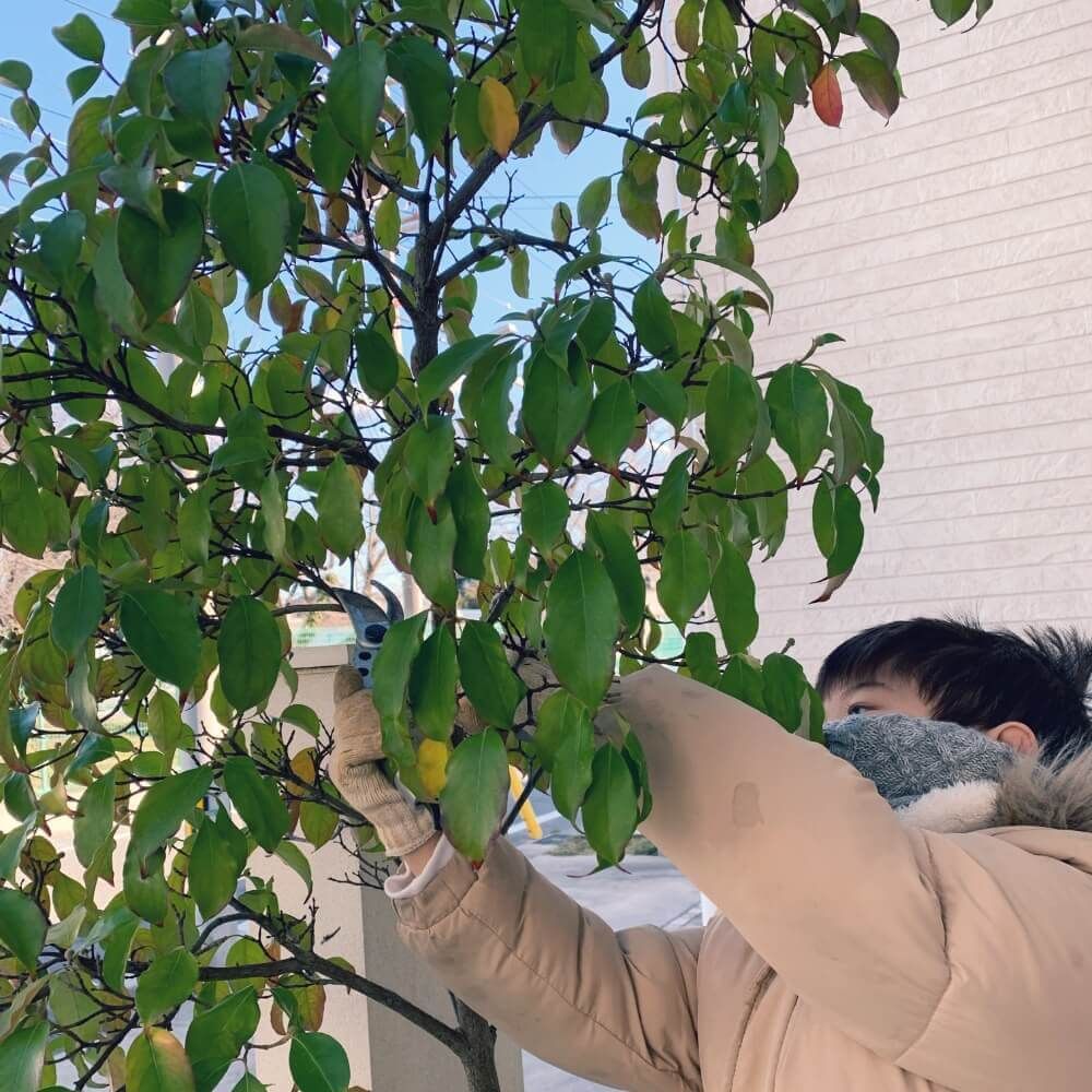 常緑ヤマボウシ