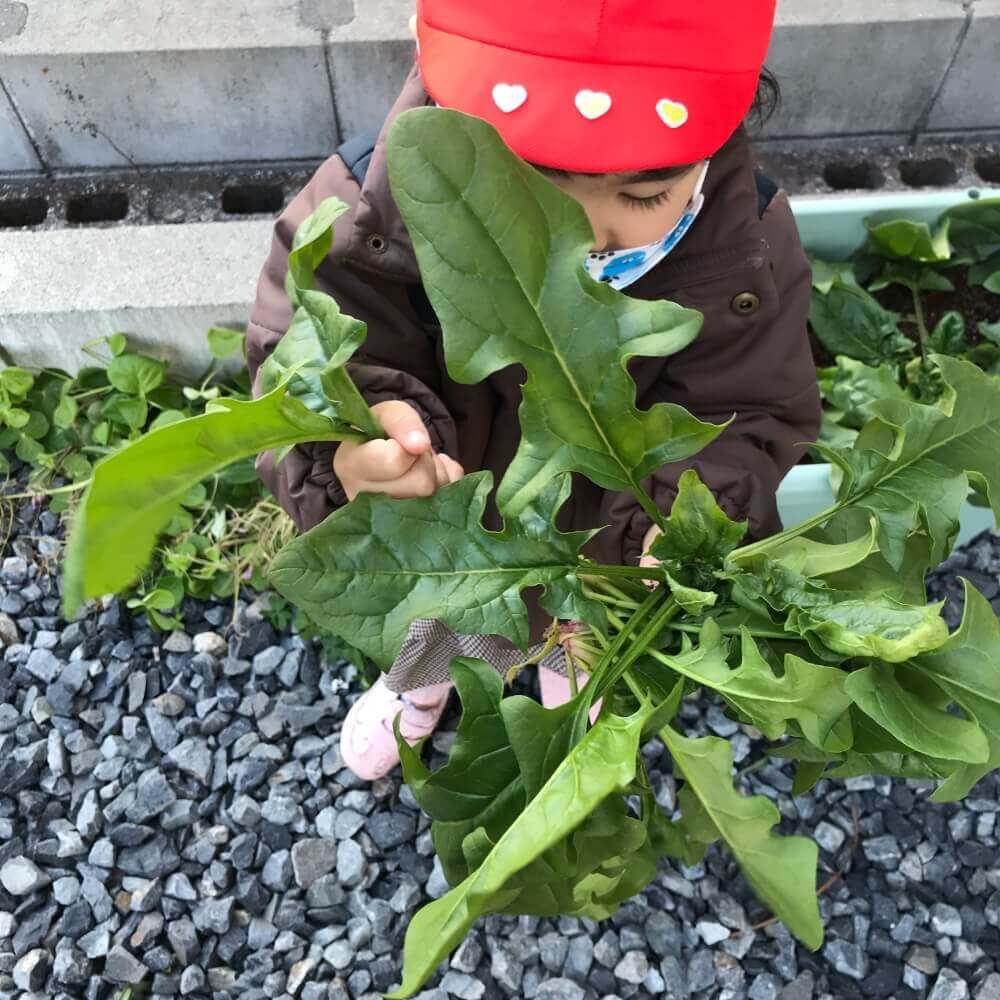 ほうれん草収穫