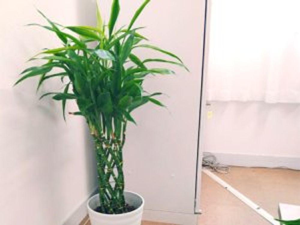 ドラセナ・サンデリアーナ　ミリオンバンブー　鉢植え