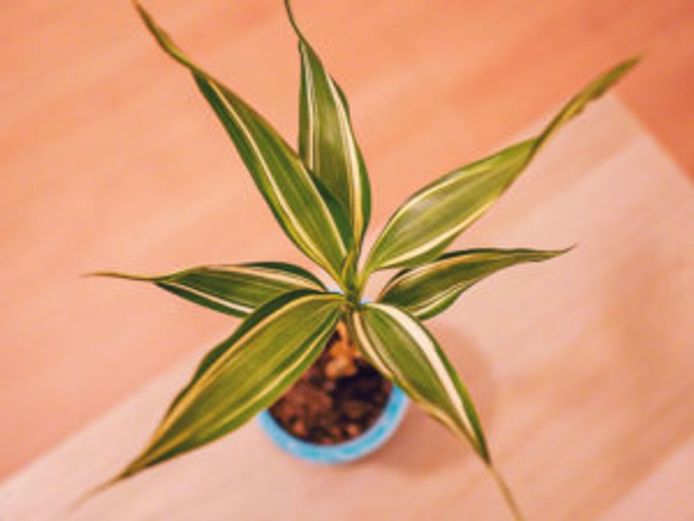 ドラセナ・サンデリアーナ 　上