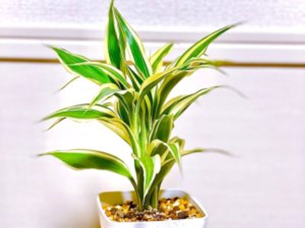 ドラセナ・サンデリアーナ　鉢植え　ミニサイズ