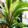 ドラセナ・コンパクタの育て方｜水やりや植え替えの時期や方法、枯らさないポイントは？の画像