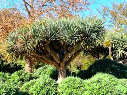 ドラセナ ドラコの育て方 水やりや挿し木の方法 枯らさないポイントは Greensnap グリーンスナップ